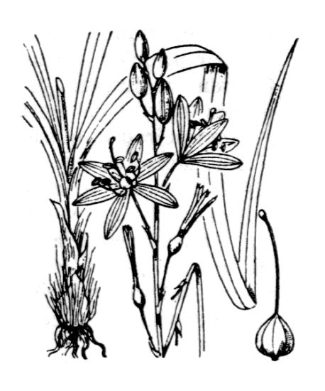 ANTHERICUM LILIAGO L.